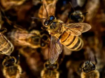 Isère : des ruches tombent d'un camion, les abeilles s'échappent et attaquent les villageois !